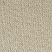 Ancona camel
